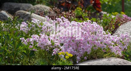 Fleurs rose pâle Phlox suculent dans une petite rockery. Banque D'Images