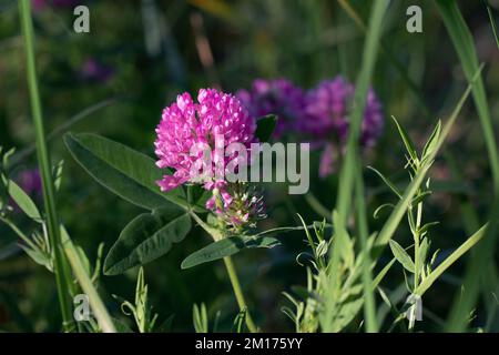 Fleur de trèfle rose sur un pré en été, gros plan. Banque D'Images
