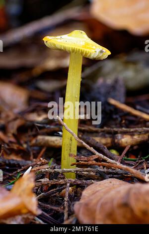 Noircissement champignons de cire-chapeau - Hygrocybe conica Banque D'Images