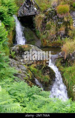 Petite chute d'eau sur les tronçons supérieurs de River Severn, Powys, pays de Galles du centre, Royaume-Uni Banque D'Images