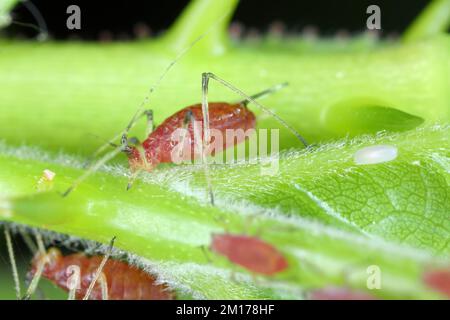 Macrosiphum rosae, le puceron rose est un puceron de la famille des Aphididae (Hemiptera). Banque D'Images