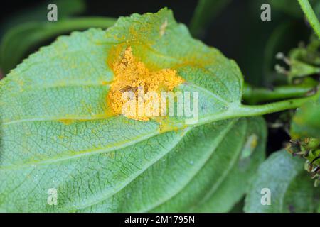 Aecia de rouille de la couronne d'orge (Puccinia coronata) sur la feuille verte de Rhamnus cathartica ou de l'argousier. Banque D'Images