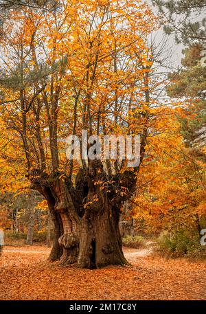 Les couleurs de la revue d'automne une image de conte de fées Banque D'Images