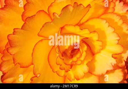 Ballarat Australie / le festival annuel Ballarat Begonia est un événement populaire dans la ville de Ballarat. Banque D'Images