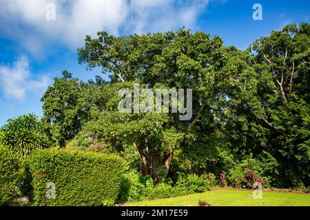 Vue sur un énorme manguier mûr, Mangifera indica, plein de mangues dans un jardin, territoire du Nord, Australie Banque D'Images