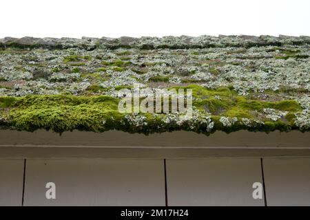 Toit en écaillé d'un bâtiment blanc couvert de croissance, y compris de la mousse verte et du lichen par une journée nuageux Banque D'Images