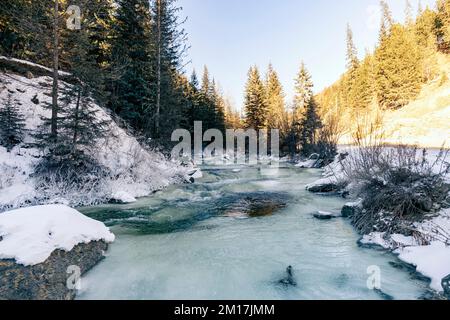 Le débit rapide de la rivière entre les montagnes et les pins.Magnifique paysage d'hiver.Eau cristalline dans la rivière. Banque D'Images