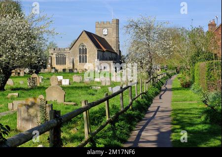 Headcorn : promenade le long de l'église jusqu'à l'église Saint-Pierre et St-Paul, fleurs d'arbres et jonquilles à Headcorn, Kent, Angleterre Banque D'Images