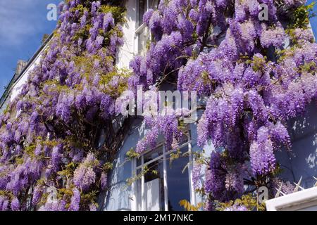 Wisteria en pleine floraison sur une maison géorgienne d'époque à côté de Regent's Canal à Lyme Terrace, Camden Town, Londres, Angleterre Banque D'Images