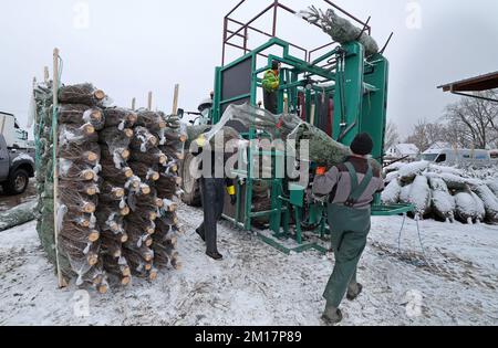01 janvier 1970, Mecklembourg-Poméranie occidentale, Alt Steinhorst : les arbres de Noël fraîchement récoltés sont livrés au chantier d'Ostseetanne, qui sont ensuite chargés sur des palettes et livrés aux clients. Cette année, 70 000 arbres, principalement des sapins Nordmann, seront vendus. Photo: Bernd Wüstneck/dpa Banque D'Images