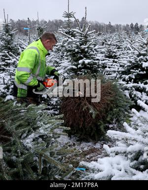 01 janvier 1970, Mecklembourg-Poméranie occidentale, Alt Steinhorst: Grzegorz Kalisz récolte des épinettes bleues dans une plantation d'arbres de Noël de sapin Baltique. Cette année, 70 000 arbres, principalement des sapins Nordmann, seront vendus. Photo: Bernd Wüstneck/dpa Banque D'Images