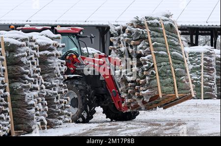 01 janvier 1970, Mecklembourg-Poméranie occidentale, Alt Steinhorst: Dans la cour des palettes Ostseetanne avec des arbres de Noël sont transportés avec la technologie lourde. Cette année, 70 000 arbres, principalement des sapins Nordmann, seront vendus. Photo: Bernd Wüstneck/dpa Banque D'Images