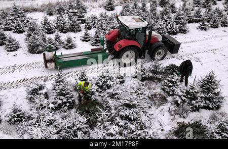 01 janvier 1970, Mecklembourg-Poméranie occidentale, Alt Steinhorst: Des épinettes bleues sont récoltées dans une plantation d'arbres de Noël de sapin Baltique. Cette année, 70 000 arbres, principalement des sapins Nordmann, seront vendus. (Vue aérienne avec un drone /Copter) photo: Bernd Wüstneck/dpa Banque D'Images