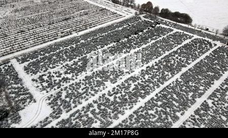 01 janvier 1970, Mecklembourg-Poméranie occidentale, Alt Steinhorst: Sur une plantation d'arbres de Noël de sapin Baltique est une tente prête pour les auto-pêcheurs, qui peuvent également se réchauffer ici. Cette année, 70 000 arbres, principalement des sapins Nordmann, seront vendus. (Vue aérienne avec un drone/copter) photo: Bernd Wüstneck/dpa Banque D'Images