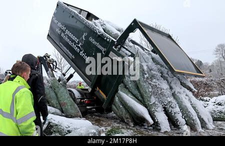 01 janvier 1970, Mecklembourg-Poméranie occidentale, Alt Steinhorst : les arbres de Noël fraîchement récoltés sont livrés au chantier d'Ostseetanne, qui sont ensuite chargés sur des palettes et livrés aux clients. Cette année, 70 000 arbres, principalement des sapins Nordmann, seront vendus. Photo: Bernd Wüstneck/dpa Banque D'Images