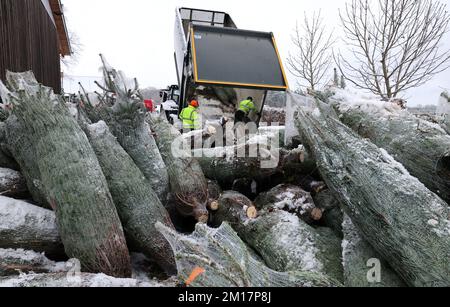01 janvier 1970, Mecklembourg-Poméranie occidentale, Alt Steinhorst : les arbres de Noël fraîchement récoltés sont livrés au chantier d'Ostseetanne, qui sont ensuite chargés sur des palettes et livrés aux clients. Cette année, 70 000 arbres, principalement des sapins Nordmann, seront vendus. Photo: Bernd Wüstneck/dpa Banque D'Images