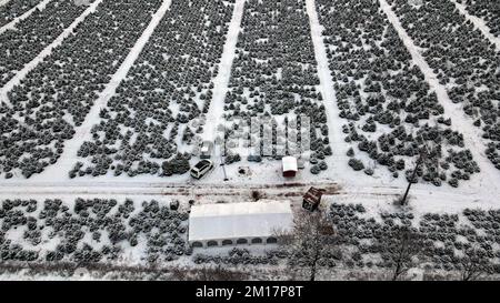 01 janvier 1970, Mecklembourg-Poméranie occidentale, Alt Steinhorst: Sur une plantation d'arbres de Noël de sapin Baltique est une tente prête pour les auto-pêcheurs, qui peuvent également se réchauffer ici. (Vue aérienne avec un drone/copter) photo: Bernd Wüstneck/dpa Banque D'Images