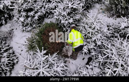 01 janvier 1970, Mecklembourg-Poméranie occidentale, Alt Steinhorst: Grzegorz Kalisz récolte des épinettes bleues dans une plantation d'arbres de Noël de sapin Baltique. Cette année, 70 000 arbres, principalement des sapins Nordmann, seront vendus. (Photo aérienne prise avec un drone/copter) photo: Bernd Wüstneck/dpa Banque D'Images