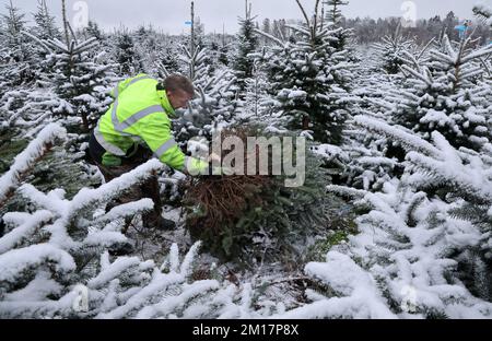 01 janvier 1970, Mecklembourg-Poméranie occidentale, Alt Steinhorst: Grzegorz Kalisz récolte des épinettes bleues dans une plantation d'arbres de Noël de sapin Baltique. Cette année, 70 000 arbres, principalement des sapins Nordmann, seront vendus. Photo: Bernd Wüstneck/dpa Banque D'Images
