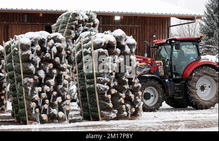 01 janvier 1970, Mecklembourg-Poméranie occidentale, Alt Steinhorst: Dans la cour des palettes Ostseetanne avec des arbres de Noël sont transportés avec la technologie lourde. Cette année, 70 000 arbres, principalement des sapins Nordmann, seront vendus. Photo: Bernd Wüstneck/dpa Banque D'Images
