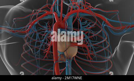 Anatomie du système circulatoire du cœur humain pour le concept médical 3D Illustration Banque D'Images