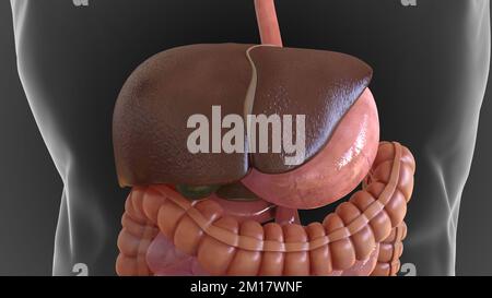 Anatomie digestive humaine pour l'illustration du concept médical 3D Banque D'Images