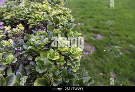 Détail de décoration avec plantes, nature Banque D'Images