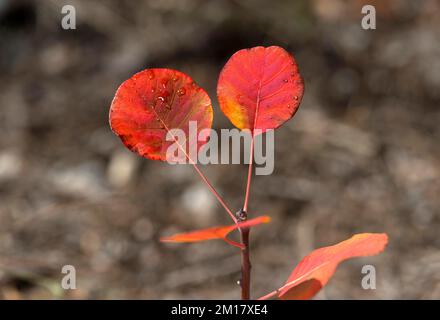 Feuilles rouges brillantes de la perruque (Cotinus coggygria) en automne, steppe rocheuse du Valais, Niedergampel, Valais, Suisse, Europe Banque D'Images