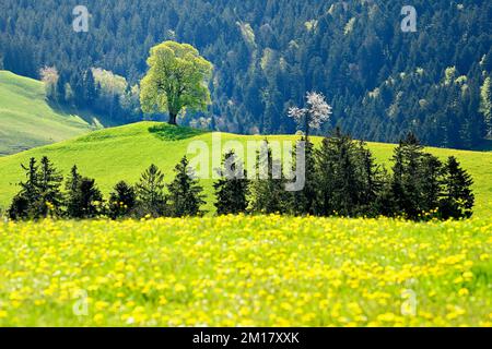 Arbre solitaire, tilleul (Tilia), en bourgeon de feuilles sur prairie verte, canton de Zug, Suisse, Europe Banque D'Images