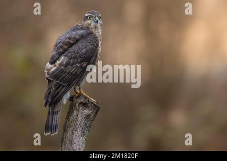 Oiseau de proie juvénile mâle Sparrowhawk. faucon sauvage au Royaume-Uni photographié dans le West Yorkshire Banque D'Images