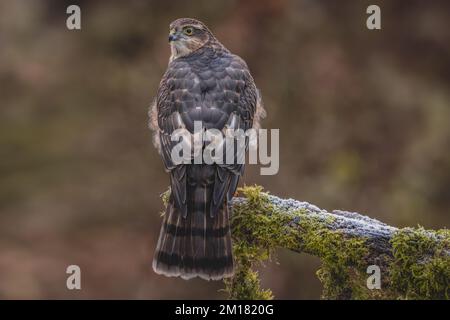 Oiseau de proie juvénile mâle Sparrowhawk. faucon sauvage au Royaume-Uni photographié dans le West Yorkshire Banque D'Images