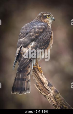 Oiseau de proie juvénile mâle Sparrowhawk. faucon sauvage au Royaume-Uni photographié dans le West Yorkshire Banque D'Images