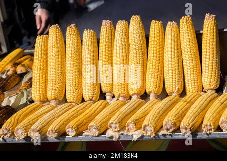 Les grains des épis de maïs sont pelés Banque D'Images