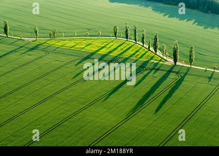 Une rangée de peupliers (Populus) crée de longues ombres sur un champ vert dans la dernière lumière du jour Banque D'Images