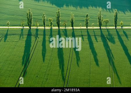 Une rangée de peupliers (Populus) crée de longues ombres sur un champ vert dans la dernière lumière du jour Banque D'Images