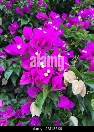 Un gros plan de bougainvilliers violets Banque D'Images