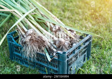 Des oignons verts fraîchement cueis avec des plumes épaisses provenant du jardin de près. Grand bouquet d'oignons épicés mûrs dans un panier en plastique bleu sur l'herbe. Croissance des plantes. V Banque D'Images