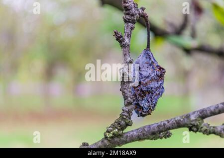 Fruits prune mûrs séchés en automne. Reste de prune mûre dans la couronne de l'arbre couverte de lichen en automne. Banque D'Images