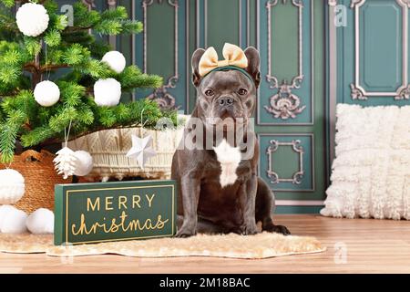Chien Bulldog français noir portant un bandeau à côté de l'arbre de Noël Banque D'Images