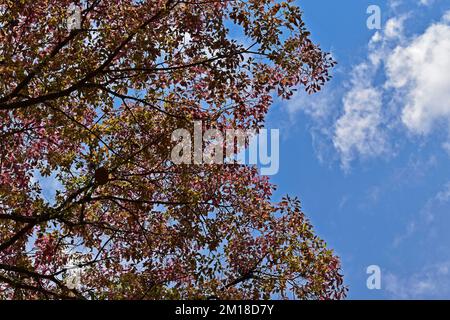 Feuilles d'arbre de pot de singe (Lecythis pisis) et ciel bleu Banque D'Images