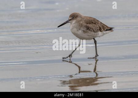 Willet, Tringa semipalmata, se nourrissant le long du rivage sablonneux, en hiver. Texas. Banque D'Images