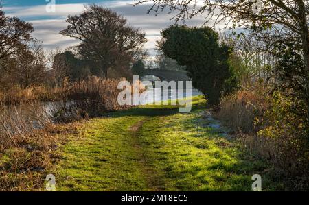 Hivernent le long du canal de Lancaster près de Lorton dans le Lancashire Banque D'Images