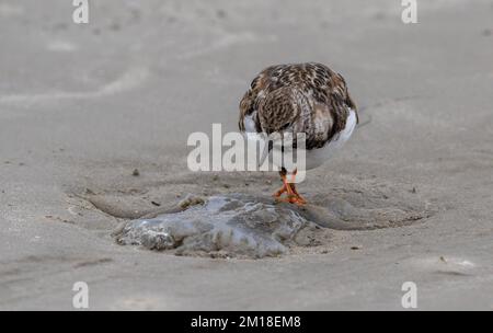 Turnstone, Arenaria interprés, en plumage d'hiver, se nourrissant de méduses de lune délavées, Aurelia aurita, sur une plage de sable. Texas. Banque D'Images