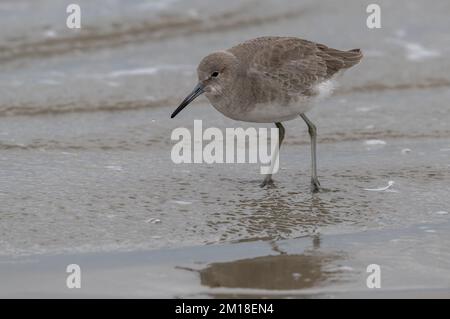 Willet, Tringa semipalmata, se nourrissant le long du rivage sablonneux, en hiver. Texas. Banque D'Images