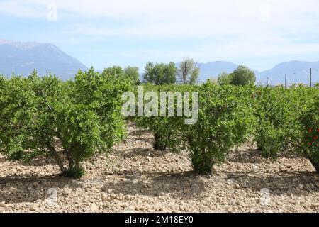 Grenades mûres saines et délicieuses. Bel été avec arbres fruitiers. Rangée d'arbres de grenade avec des fruits mûrs sur des branches vertes Banque D'Images