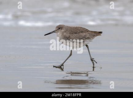 Willet, Tringa semipalmata, se nourrissant le long de tideline sablonneuse en hiver, Texas. Banque D'Images