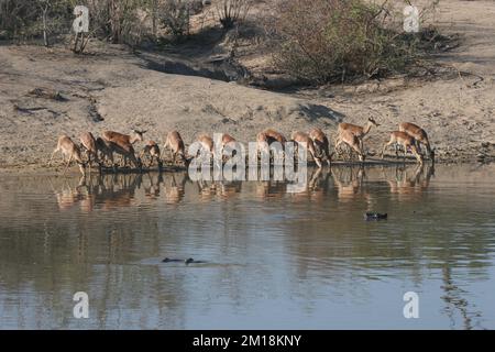 Un troupeau d'impala (Aepyceros melampus) drainse de l'eau sur la rive d'un trou d'eau dans les Sables de Sabi Banque D'Images