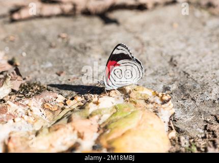 Anna's 88 (Diaethria anna) Banque D'Images