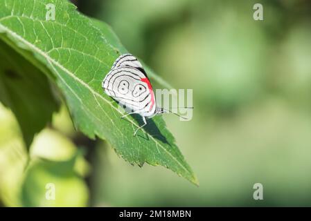 Anna's 88 (Diaethria anna) Banque D'Images