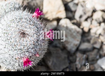 Cactus à fleurs (Mammillaria haageana) Banque D'Images